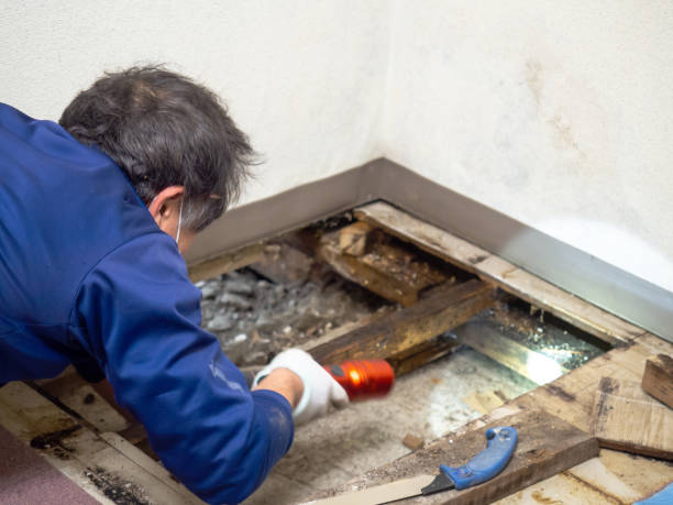 Best DIY Mold Remediation Support Services in Milford City, CT