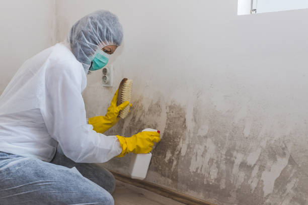 Reliable Milford City, CT Mold Remediation Solutions